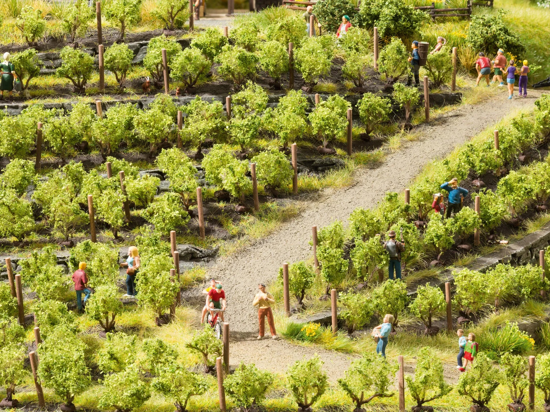 noch-21540-1-Weinreben-Weinberg-Modellbahnanlage